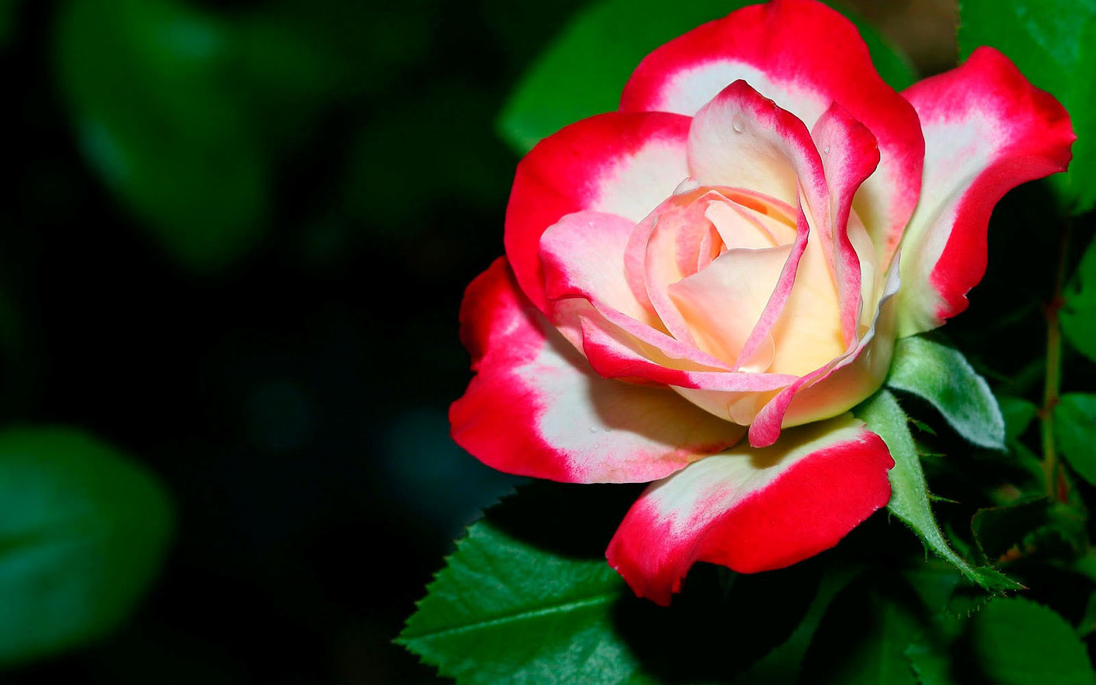 Renew: Whatever is Lovely