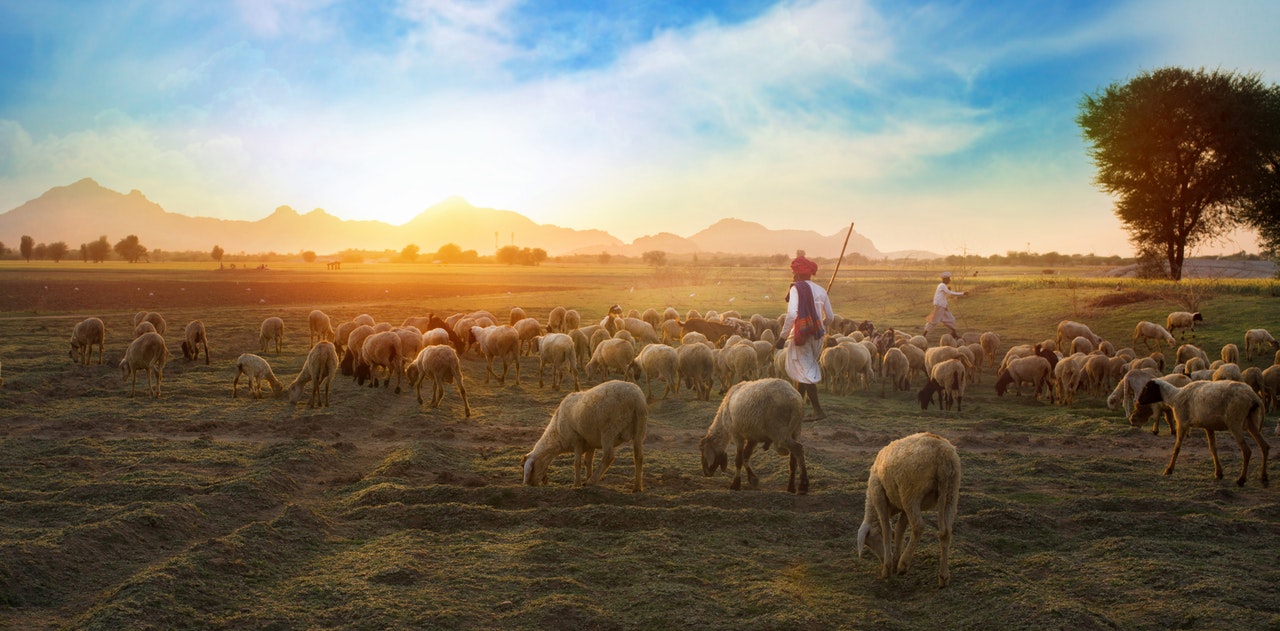 The Shepherd and the Sheep